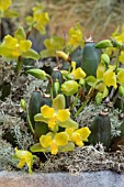 LYCASTE CAMPBELLII