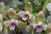 LYCASTE CAROLINE (1999)