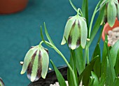 FRITILLARIA AMANA