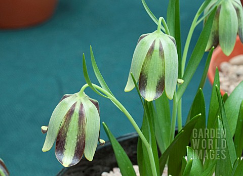 FRITILLARIA_AMANA