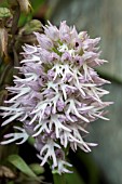 DACTYLORHIZA ITALICA