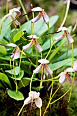 MASDEVALLIA DISCOLOR VIOLACEA