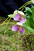 MASDEVALLIA CAUDATA