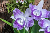 CATTLEYA CORIADS MINI-QUINEE