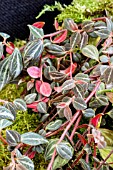 PEPEROMIA VERSCHAFFELTII