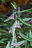 FRITILLARIA SEWERZOWII