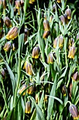 FRITILLARIA UVA VULPIS