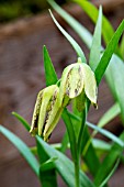 FRITILLARIA HERMENIS SSP AMANA