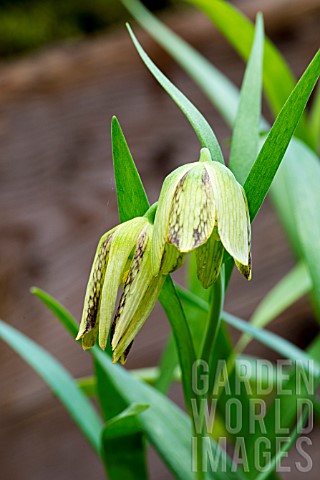 FRITILLARIA_HERMENIS_SSP_AMANA