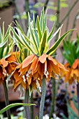 FRITILLARIA IMPERIALLIS ARGENTEO VARIEGATA