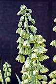 FRITILLARIA PERSICA IVORY BELLS