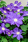 CLEMATIS DIANAS DELIGHT