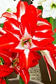 HIPPEASTRUM SPLASH