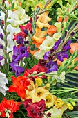 GLADIOLUS MIXED