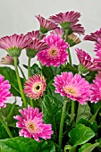 GERBERA GARVINEA SWEET SURPRISE