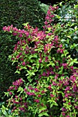 WEIGELA BRIANTS RUBIDOR