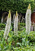 EREMURUS WHITE BEAUTY