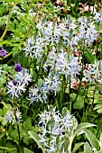 CAMASSIA CUSICKII