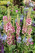 VERBASCUM SOUTHERN CHARM