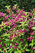 WEIGELA BRIANTS RUBIDOR