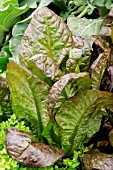 LETTUCE DIXTER