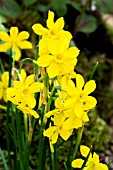 NARCISSUS BABY MOON