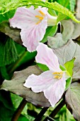 TRILLIUM GRANDIFLORUM RASPBERRY RIPPLE