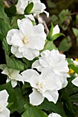 TRILLIUM GRANDIFLORUM SNOWBUNTING