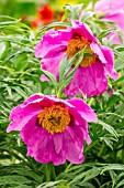 PAEONIA VEITCHII