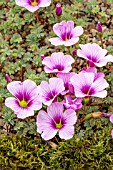 OXALIS IONE HOCKER