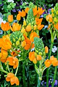 ORNITHOGALUM DUBIUM