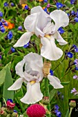 IRIS WHITE CITY