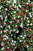 COTONEASTER INSOLITUS IN MAY WITH LAST YEARS BERRIES AND NEW FLOWERS