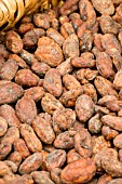 COCOA BEANS (THEOBROMA COCOA)