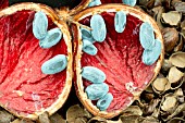 STERCULIA MEXICANA