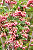 ENKIANTHUS CAMPANULATUS VICTORIA