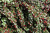 COTONEASTER INSOLITUS IN MAY WITH LAST YEARS BERRIES AND NEW FLOWERS