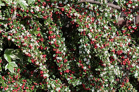 COTONEASTER_INSOLITUS_IN_MAY_WITH_LAST_YEARS_BERRIES_AND_NEW_FLOWERS