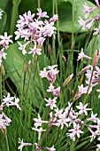 TULBAGHIA COMMINSII X VIOLACEA