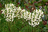 BERZELIA INTERMEDIA