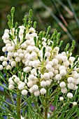 BERZELIA INTERMEDIA