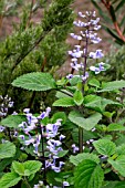 PLECTRANTHUS ZULUENSIS