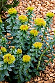 RHODIOLA ROSEA