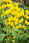 THERMOPSIS MONTANA