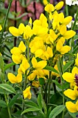 THERMOPSIS MONTANA