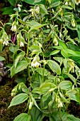 DISPORUM LONGISTYLUM