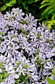 PHLOX DIVARICATA