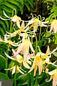 ERYTHRONIUM JOANNA