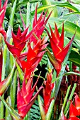 HELICONIA CARIBEA VOLCANO