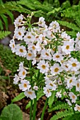 PRIMULA POSTFORD WHITE